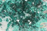 Gemmy, Green Dioptase Crystals On Quartz - Namibia #78692-3